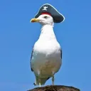 BEAK