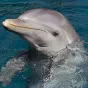 SinisterPorpoise
