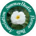 SummerHustle