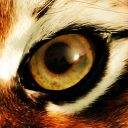 The Fightory Server Icon