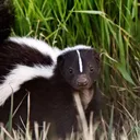 Slushy Skunk Official