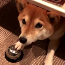 zxc's doggo place Server Icon