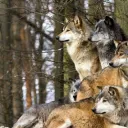 Tavin's Pack