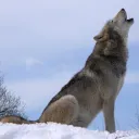 The Exalted Pack