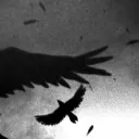 Moon's Crows