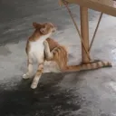ねこさん