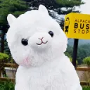 알팤