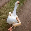 Goose Nest