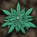 CannAustralia