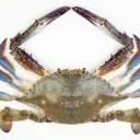 Crabs
