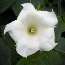 Ipomoea Alba