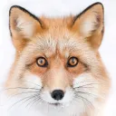 Fox Game
