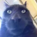 PЯӨƬӨᄃӨᄂ ᄃΣПƬΣЯ