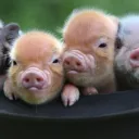 Les cochonnes