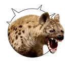Flocks Wild Hyena
