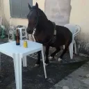 MeblIkea's Dev Server