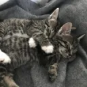 Sophia's Kittens