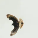Hawk Alerts