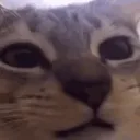 volk