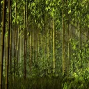 Panda's Bamboo Farm