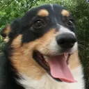 The Corgi Realm