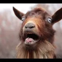 The layer of GOATS!