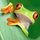 Froggy Server