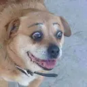 Beta Testers