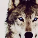 Malma's den of wild ones