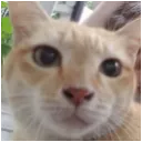 Meow Meow's Hangout