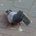 Pigeon Empire