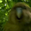 🦜Discord Party Parrot Central🦜