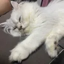 うあめのゲーム交流用鯖