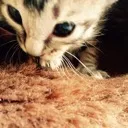 とらさば！