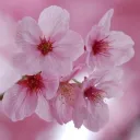 Cheri's Japanese Corner