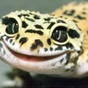Team Leopard Gecko