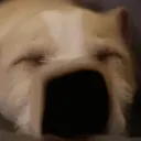 Deadly Memes