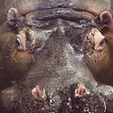 Beefyhippo's Sanctuary