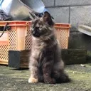猫の隠れ家