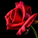Rose Garden
