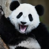 Icon for 🐼PANDA'S ARE GREAT🐼