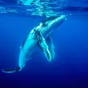Whales - Pump Group