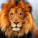 Lion’s Den