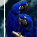 Avian Chillzone