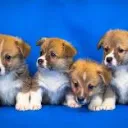 The Puppy Petting Platoon