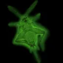 Radioactive Cricket