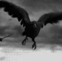 Three-Eyed Raven