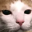 YayItsKate's Server Thing