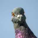 Pigeon's Roost