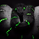 RattlesnakesOW